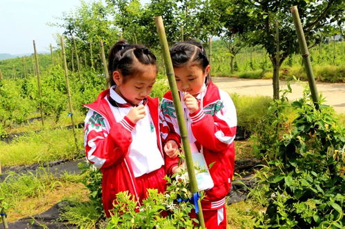 九江市外國語實驗小學(xué)到禮淶景區(qū)開展 踐行勞動教育,傳承農(nóng)耕文化 主題活動